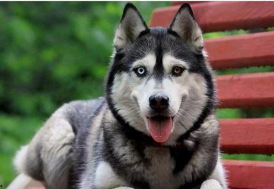 哈士奇游戏爆料视频,神秘元素与刺激冒险即将开启! 第2张 哈士奇游戏爆料视频,神秘元素与刺激冒险即将开启! 第2张